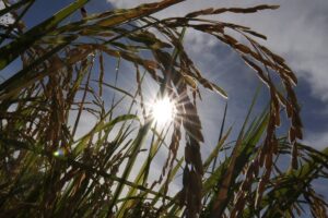 AFP PHOTO/ROMEO GACAD
Sunlight shines on mature rice ready for harvesting at a farm in northern Tiaong town on November 1, 2008.  A team of scientists at the Philippine-based International Rice Research Institute (IRR) has launched an ambitious project to re-engineer rice and greatly increase yields of the crop, a daily staple for almost half the world's people.  John Sheehy, an IRRI scientist said January 14, 2009 up to 50 percent more rice could be grown, while using less water and fertiliser, if the plant's molecules can be tinkered with so that the rice is more efficient at turning sunlight into the energy it needs to live.