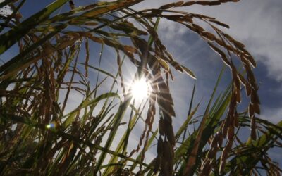 2023 Projected as Hottest Year on Record Following Unprecedented November AFP PHOTO/ROMEO GACAD
Sunlight shines on mature rice ready for harvesting at a farm in northern Tiaong town on November 1, 2008. A team of scientists at the Philippine-based International Rice Research Institute (IRR) has launched an ambitious project to re-engineer rice and greatly increase yields of the crop, a daily staple for almost half the world's people. John Sheehy, an IRRI scientist said January 14, 2009 up to 50 percent more rice could be grown, while using less water and fertiliser, if the plant's molecules can be tinkered with so that the rice is more efficient at turning sunlight into the energy it needs to live.
