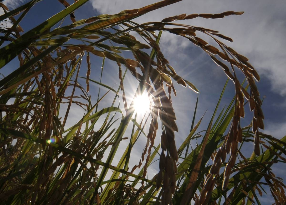 AFP PHOTO/ROMEO GACAD
Sunlight shines on mature rice ready for harvesting at a farm in northern Tiaong town on November 1, 2008.  A team of scientists at the Philippine-based International Rice Research Institute (IRR) has launched an ambitious project to re-engineer rice and greatly increase yields of the crop, a daily staple for almost half the world's people.  John Sheehy, an IRRI scientist said January 14, 2009 up to 50 percent more rice could be grown, while using less water and fertiliser, if the plant's molecules can be tinkered with so that the rice is more efficient at turning sunlight into the energy it needs to live.