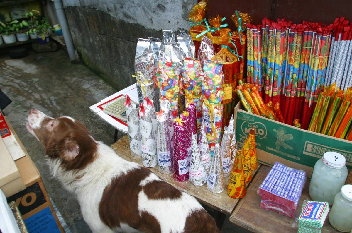 A dog guards firecrackers being sold on a streetside store in Luzon Ave., Diliman, Quezon City. Due to tradition, no one seems to hear the health department's warning for people to stop using firecrackers to welcome the new year as these would likely cause injuries and fires.

by MAX PASION
file: pt3/ news 12-31/ 301203_paputok-01_pasion.jpg
