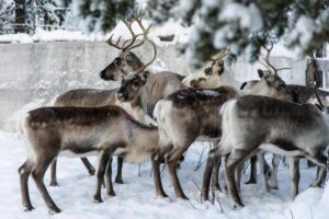 MORE THAN THE NOSE Reindeer in a corral at Lappeasuando near Kiruna, Sweden, await to be released onto the winter pastures on Nov. 30, 2019. Finding food in a cold, barren landscape is challenging, but researchers from Dartmouth College in New Hampshire and the University of St. Andrews in Scotland report that reindeer eyes may have evolved to allow them to easily spot their preferred meal. AP FILE PHOTO
