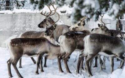 MORE THAN THE NOSE Reindeer in a corral at Lappeasuando near Kiruna, Sweden, await to be released onto the winter pastures on Nov. 30, 2019. Finding food in a cold, barren landscape is challenging, but researchers from Dartmouth College in New Hampshire and the University of St. Andrews in Scotland report that reindeer eyes may have evolved to allow them to easily spot their preferred meal. AP FILE PHOTO