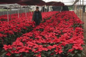 FLOWER OF CHRISTMAS Producer Rosalva Cuaxospa walks amid her potted poinsettias in a greenhouse in the San Luis Tlaxialtemalco district of Mexico City on Dec. 14, 2023. The universal Christmas icon is a native to Mexico, where the poinsettia is commonly known as ‘la flor de Nochebuena’ or Christmas Eve’s Flower and by some as ‘cuetlaxochitl,’ as it is called in Nahuati. AP FILE PHOTO