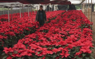FLOWER OF CHRISTMAS Producer Rosalva Cuaxospa walks amid her potted poinsettias in a greenhouse in the San Luis Tlaxialtemalco district of Mexico City on Dec. 14, 2023. The universal Christmas icon is a native to Mexico, where the poinsettia is commonly known as ‘la flor de Nochebuena’ or Christmas Eve’s Flower and by some as ‘cuetlaxochitl,’ as it is called in Nahuati. AP FILE PHOTO