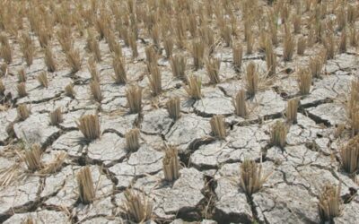 pt2/news/march-19_180310_el nino04_dilan
photo by: rene dilan
RICEFIELDS IN TAGUDIN ILOCOS SUR WAS AFFECTED BY DROUGHT CAUSED BY EL NINO PHENOMENON...