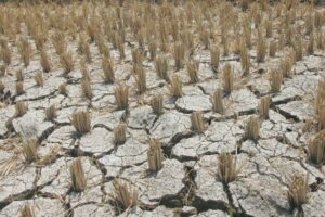 pt2/news/march-19_180310_el nino04_dilan
photo by: rene dilan
RICEFIELDS IN TAGUDIN ILOCOS SUR WAS AFFECTED BY DROUGHT CAUSED BY EL NINO PHENOMENON...