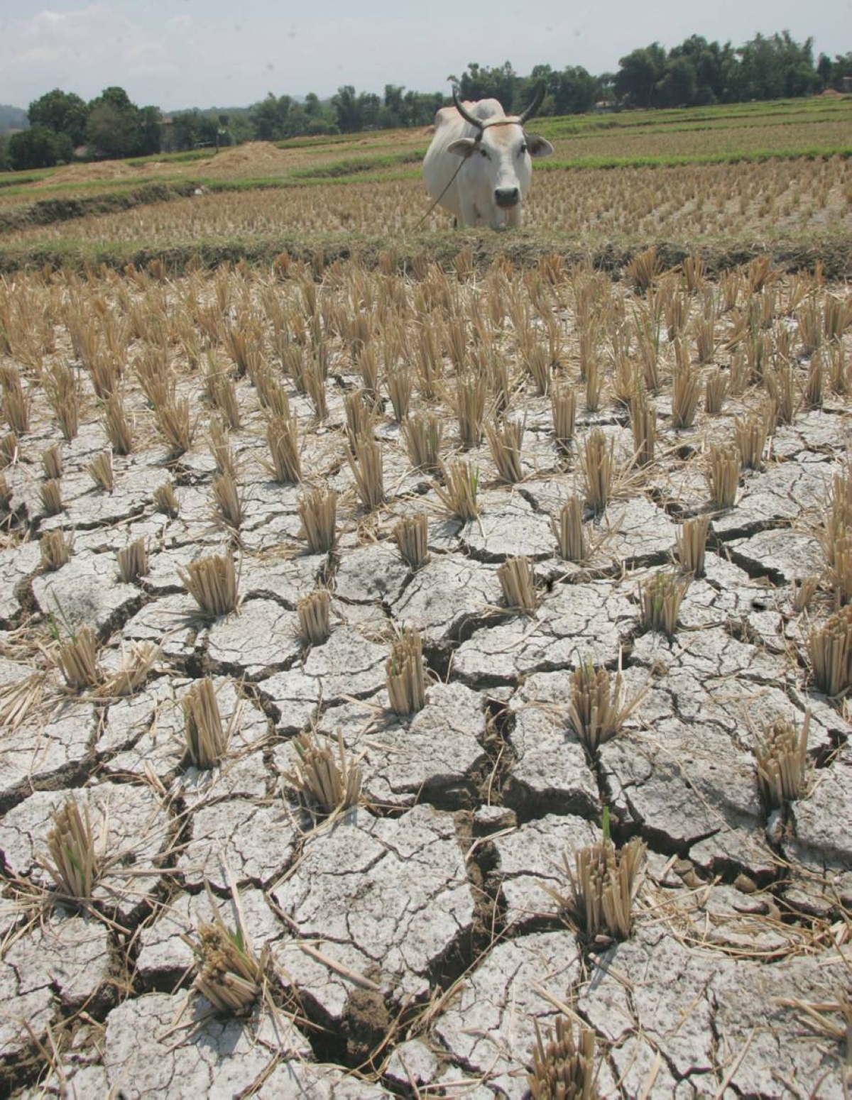 pt2/news/march-19_180310_el nino04_dilan
photo by: rene dilan
RICEFIELDS IN TAGUDIN ILOCOS SUR WAS AFFECTED BY DROUGHT CAUSED BY EL NINO PHENOMENON...