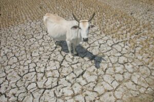 pt2/news/march-19_180310_el nino06_dilan photo by: rene dilan RICEFIELDS IN TAGUDIN ILOCOS SUR WAS AFFECTED BY DROUGHT CAUSED BY EL NINO PHENOMENON...