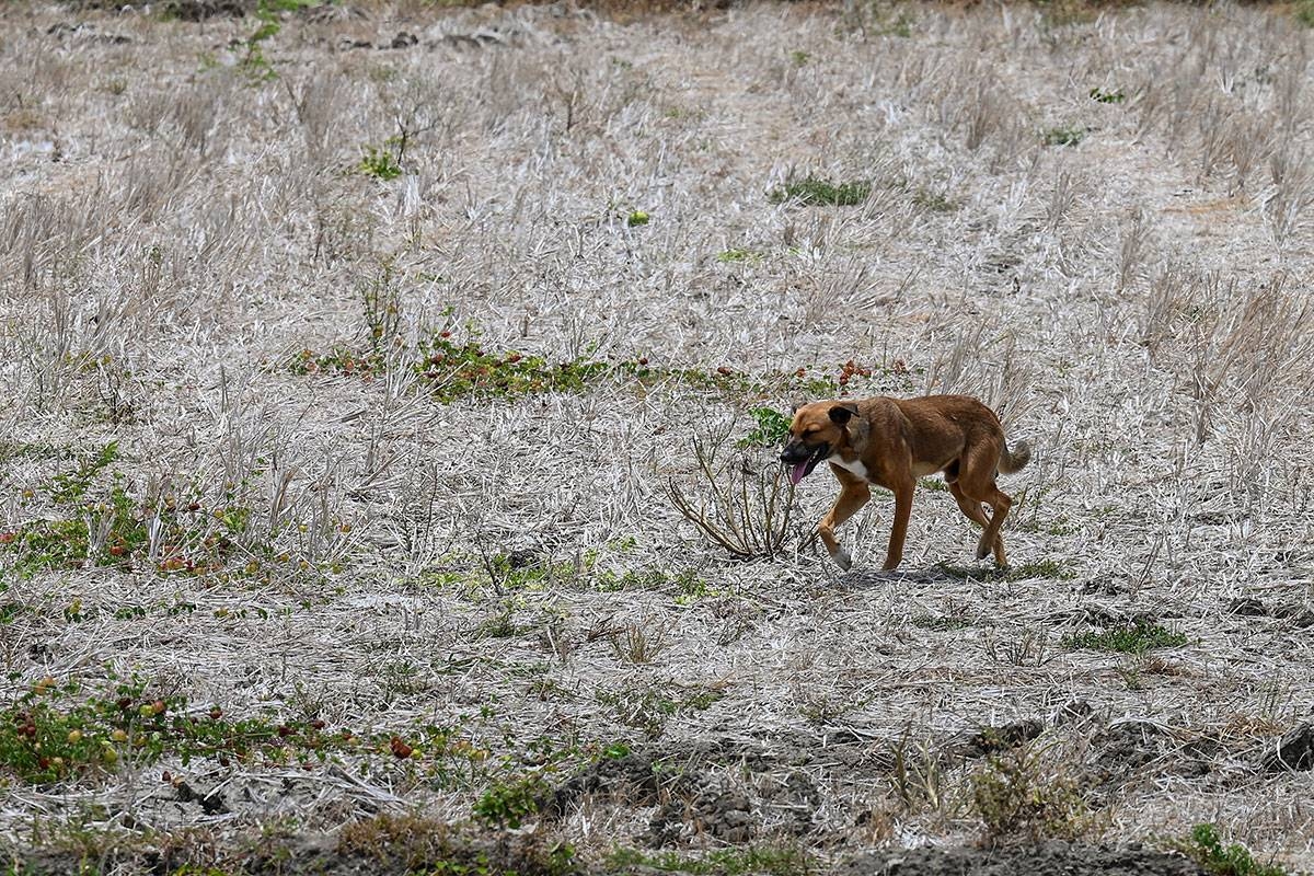 A farmer walks along a dried-up rice field in Naic in the Philippine Province of Cavite on May 3, 2023. The United Nations warned on May 3 of a growing likelihood the weather phenomenon El Nino will develop in coming months, fuelling higher global temperatures and possibly new heat records. JAM STA ROSA / AFP