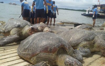 Declining Biodiversity in the South China Sea ENDANGERED Philippine maritime police in this file photo unload some of the sea turtles from a Chinese-flagged vessel seized by officials off the disputed Half Moon Shoal near Palawan. AFP PHOTO