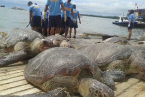 In this file photo, Philippine authorities unload some of the sea turtles from a Chinese-flagged vessel seized by officials in Half Moon Shoal, 111 kilometers west of Palawan. AFP PHOTO