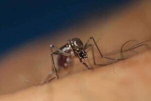 THE World Health Organization (WHO) warned Wednesday that dengue and other diseases caused by mosquito-borne arboviruses were spreading far faster and further amid climate change, warning global outbreaks could be looming.  Xinhua File Photo