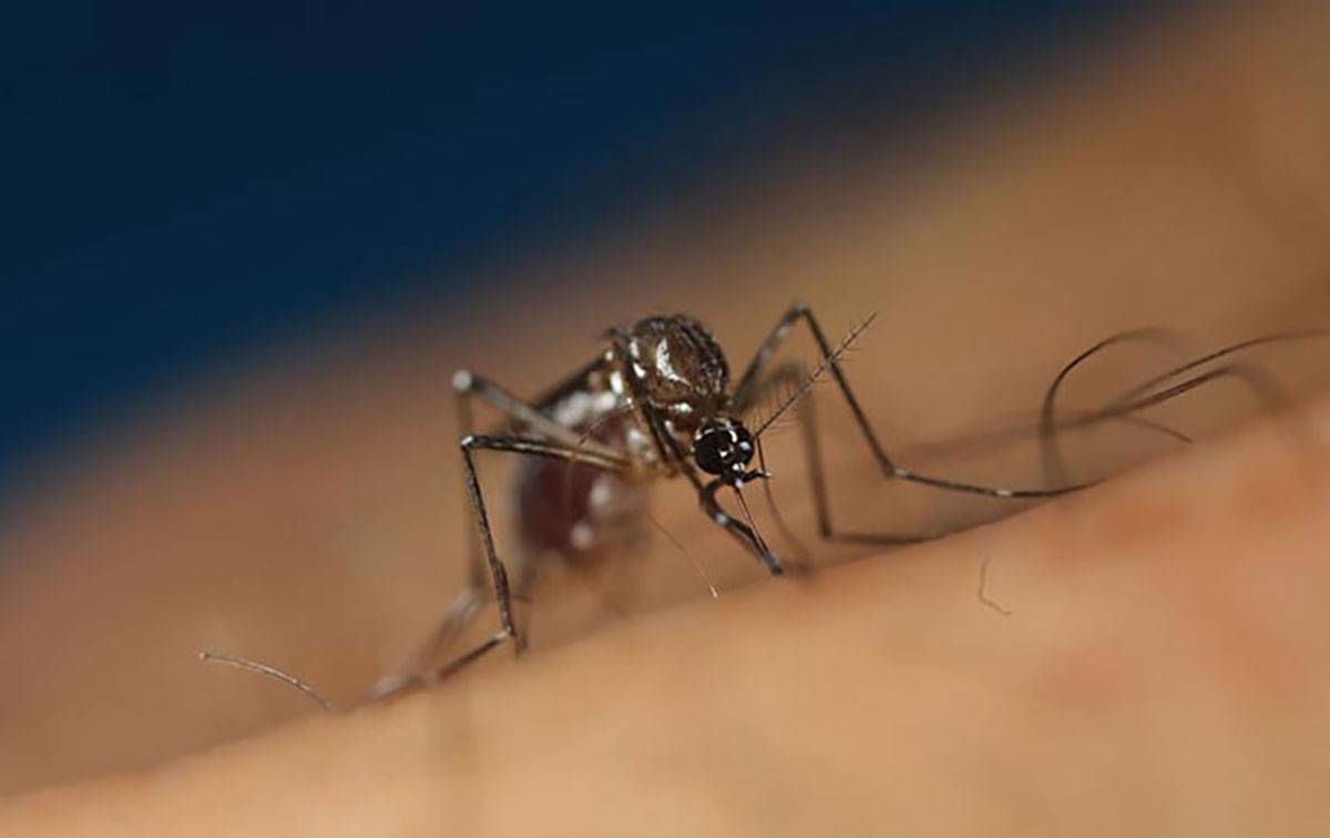 THE World Health Organization (WHO) warned Wednesday that dengue and other diseases caused by mosquito-borne arboviruses were spreading far faster and further amid climate change, warning global outbreaks could be looming.  Xinhua File Photo