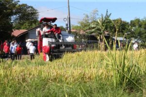 FARMER BONGBONG President Ferdinand Marcos Jr., with the help of a farmer, operates the Rice Combined Harvester during a ceremonial harvesting and assistance distribution event in Barangay Mandili, Candaba, Pampanga, on Saturday, Feb. 3, 2024. Agriculture Secretary Francisco Tiu Laurel accompanied the President. PHOTO BY RENE H. DILAN