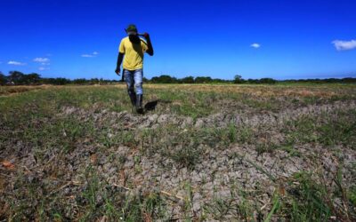 El Niño’s Impact on Agriculture Reaches P1B, NDRRMC Reports 312097 1