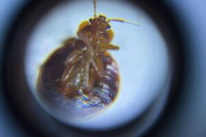 Bed bug. AFP Photo