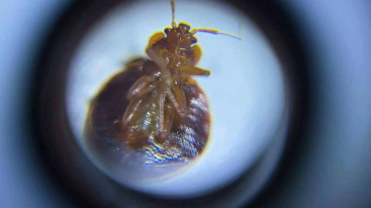 Bed bug. AFP Photo