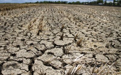 Devastating Effects of Dry Spell on Agriculture in Oriental Mindoro pt2/news/may 14/130516_drought 03 jpg
(photo by: Mike De Juan)
DROUGHT.....Farmland in Jaen, Nueva Ecija is dried up due to drought brought by El Nino. An estimated 12,558 hectares of agricultural lands in Nueva Ecija, the country’s rice granary, are in danger of being affected by the El Niño phenomenon..