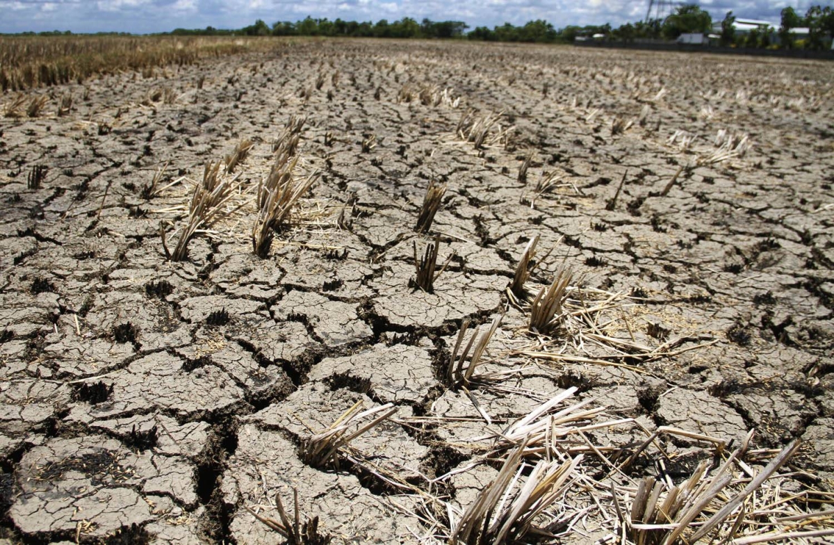 pt2/news/may 14/130516_drought 03 jpg
(photo by: Mike De Juan)
DROUGHT.....Farmland in Jaen, Nueva Ecija is dried up due to drought brought by El Nino. An estimated 12,558 hectares of agricultural lands in Nueva Ecija, the country’s rice granary, are in danger of being affected by the El Niño phenomenon..