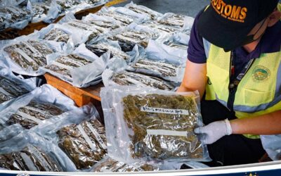 The Bureau of Customs (BOC), through the Manila International Container Port (MICP), has intercepted a shipment from Thailand that contained dried marijuana, also known as kush, with an estimated value of approximately PhP 29,499,400.00. Photo from Bureau of Customs PH FB page
