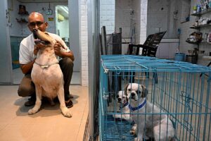 Dogs sit in a cage as they wait to be treated for heat burn, at a pet clinic in Kolkata on Tuesday, April 30, 2024. AFP