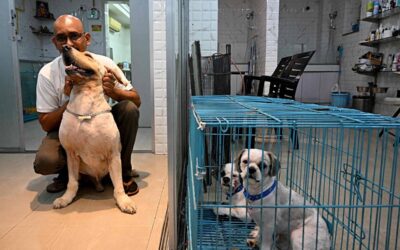 Heat Wave Takes Toll on Pet Dogs and Strays in Asia Dogs sit in a cage as they wait to be treated for heat burn, at a pet clinic in Kolkata on Tuesday, April 30, 2024. AFP